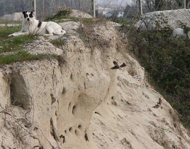 La guardia ai Topini